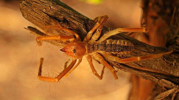 O ilimizdekilerin gözüne geceleri uyku girmiyor! Uykuya dalanın etlerini koparıyor 3