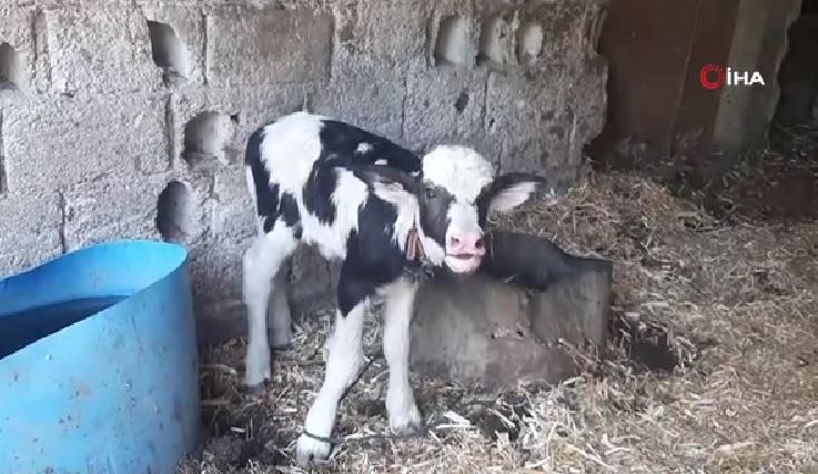 Resmen kıyamet alameti! Gören inek yavrusu sandı, yanına yaklaşınca... 5