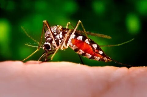 Siz de bu özelliklere sahip misiniz? Sivrisineklerin peşini bırakmadığı insan modeli 1