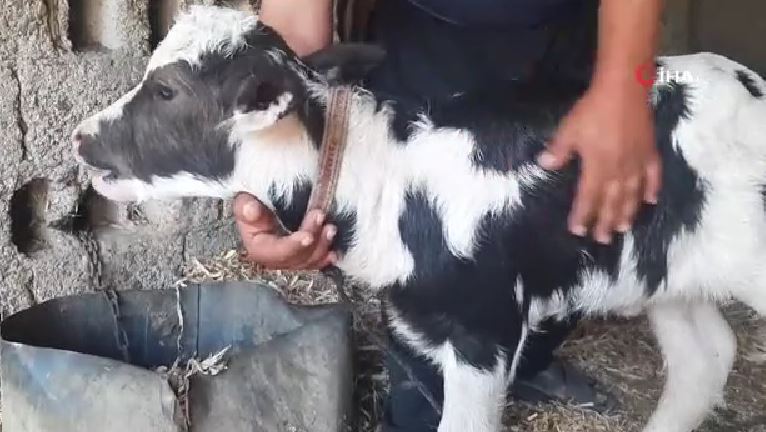 Resmen kıyamet alameti! Gören inek yavrusu sandı, yanına yaklaşınca... 3