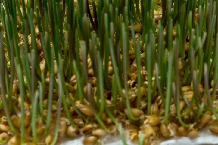 Direkt kanser hücrelerini hedef alıyor! Gizli kalmış şifa kaynağı: Meğer tüm bedenin yenileyicisiymiş... 21