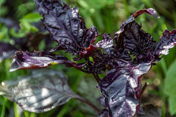 Bu bitki vücutta zararlı hiçbir şey bırakmıyor, iç organları tertemiz yapıyor... 5
