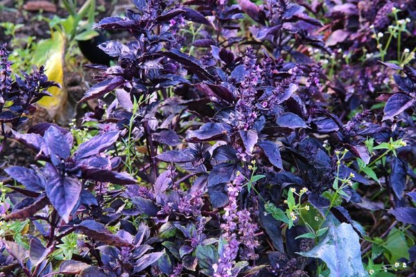 Bu bitki vücutta zararlı hiçbir şey bırakmıyor, iç organları tertemiz yapıyor... 6