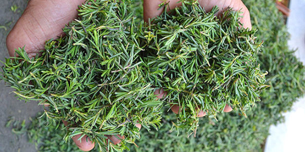 Zayıflamak isteyenler farkı görüyor! İşte İbn-i Sina'nın önerdiği o içecek 7