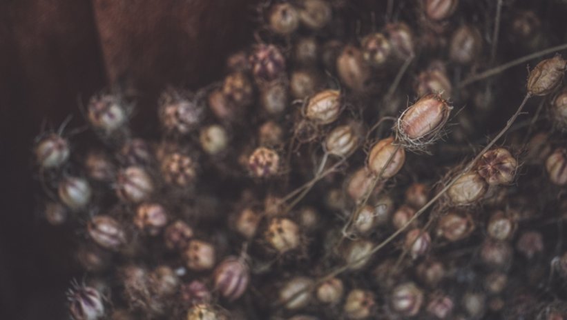 Lokman Hekim'in binbir derde şifa dediği o tohum! Kronik hastalıkların kökünü kazıyacak... 1