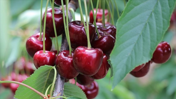 Canan Karatay herkesi uyardı! 'Bu meyvelerden uzak durun' 2