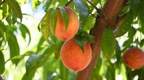 Canan Karatay herkesi uyardı! 'Bu meyvelerden uzak durun' 4