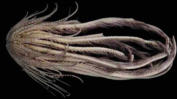 Dünya bu canlıyı konuşuyor! Kimsenin görmediği yerlerde yaşıyor, çok sayıda kolu var 4