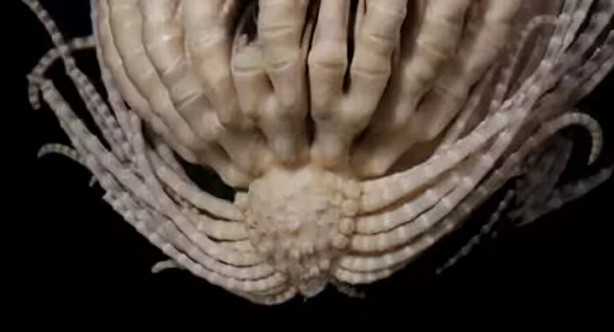 Dünya bu canlıyı konuşuyor! Kimsenin görmediği yerlerde yaşıyor, çok sayıda kolu var 1