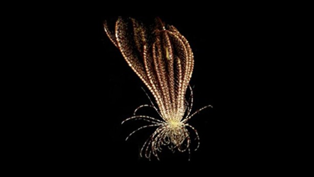 Dünya bu canlıyı konuşuyor! Kimsenin görmediği yerlerde yaşıyor, çok sayıda kolu var 3