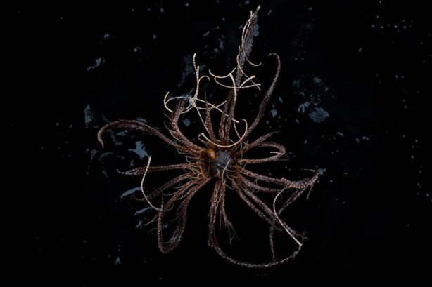 Dünya bu canlıyı konuşuyor! Kimsenin görmediği yerlerde yaşıyor, çok sayıda kolu var 2