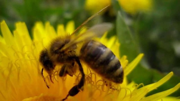 Gerçek bal neden bozulmaz? İşte o müthiş özellik 6