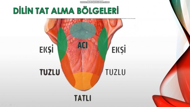 İnsanlarda kaç türlü tat duyusu vardır? Dilimiz yiyeceklerin tadını nasıl alıyor? 12