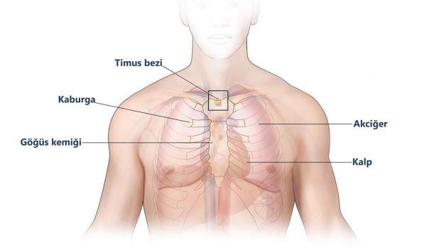 ‘İşe yaramaz’ diye ameliyatla alınan bu organın meğer çok önemli görevi varmış! 5