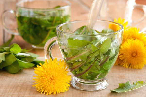 İbn-i Sina şeker hastalığı tedavisinde kullandı! İşte ’Karahindiba’nın faydaları dikkat çekiyor! Bunu yapın 5