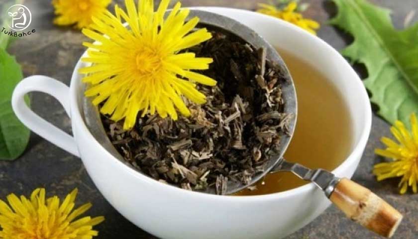 İbn-i Sina şeker hastalığı tedavisinde kullandı! İşte ’Karahindiba’nın faydaları dikkat çekiyor! Bunu yapın 8