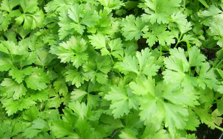 Kanser riskini azaltıyor! Bu bitkinin faydaları saymakla bitmiyor… 5