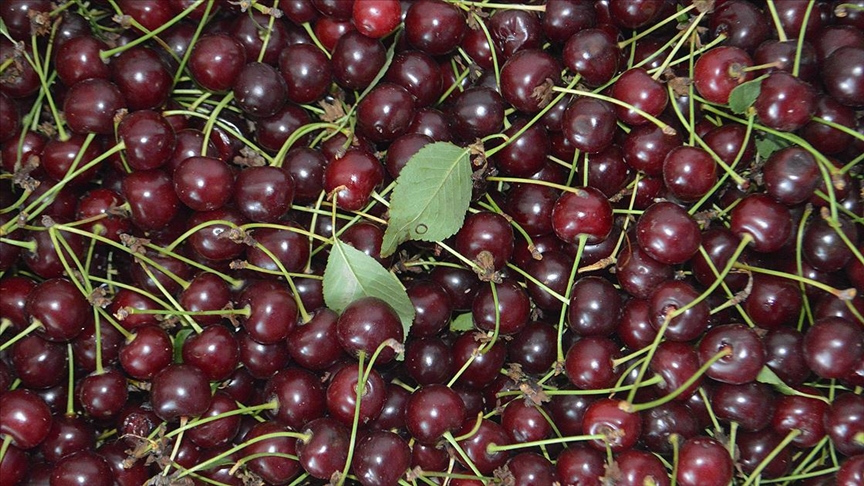 Canan Karatay herkesi uyardı! 'Bu meyvelerden uzak durun' 3