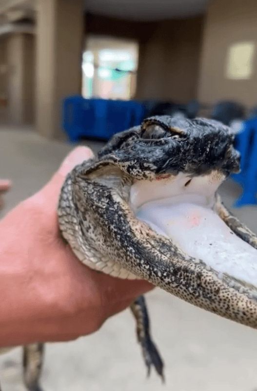 Dünya üzerinde böyle bir canlıya ilk defa rastlanıyor! Araştırmacılar yüzünü gördüklerinde dehşete düştü! 3