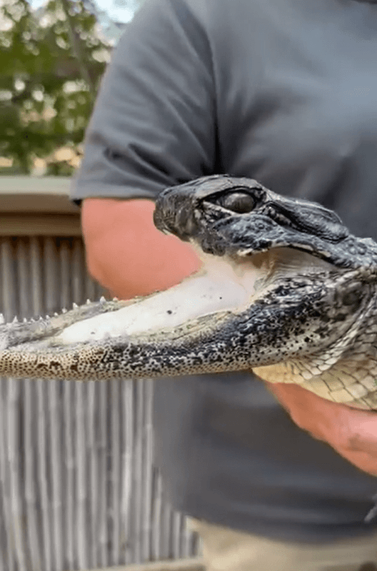 Dünya üzerinde böyle bir canlıya ilk defa rastlanıyor! Araştırmacılar yüzünü gördüklerinde dehşete düştü! 4