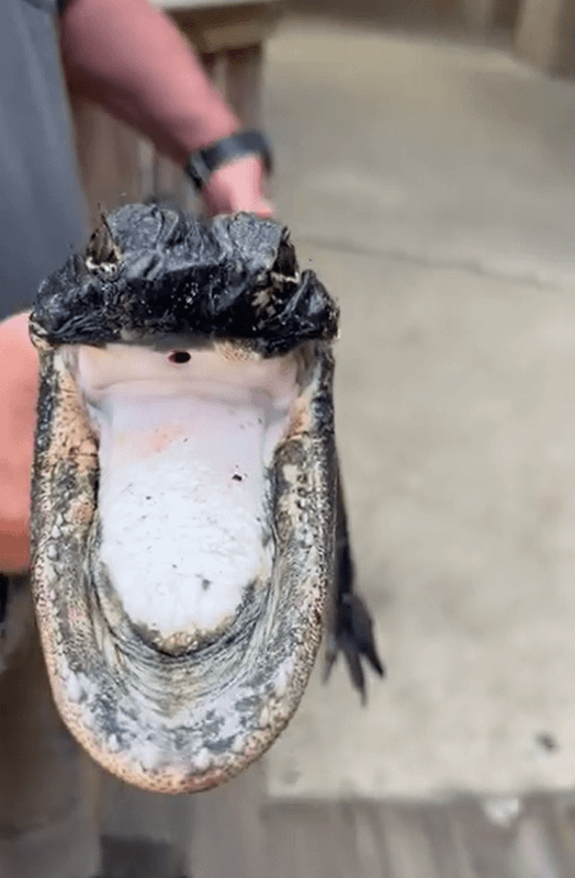 Dünya üzerinde böyle bir canlıya ilk defa rastlanıyor! Araştırmacılar yüzünü gördüklerinde dehşete düştü! 5