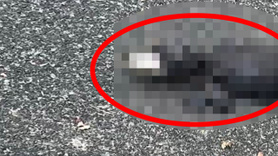 Dünya üzerinde böyle bir canlıya ilk defa rastlanıyor! Araştırmacılar yüzünü gördüklerinde dehşete düştü! 1