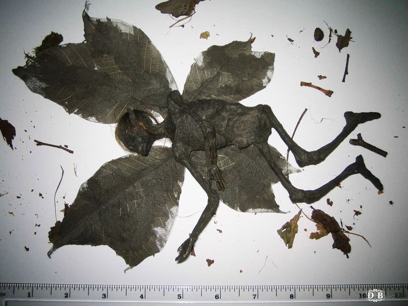 'Peri cesedi buldum' deyince yer yerinden oynadı! 'Toprağa ver, yoksa kötü olur' 6