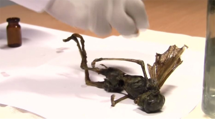 'Peri cesedi buldum' deyince yer yerinden oynadı! 'Toprağa ver, yoksa kötü olur' 9