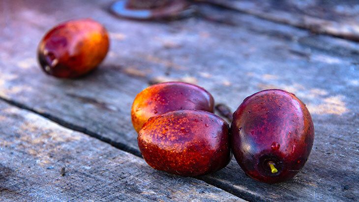 Bir avuç ölümsüzlük meyvesi şifa dağıtıyor! Yararlarını duyunca çok şaşıracaksınız 3