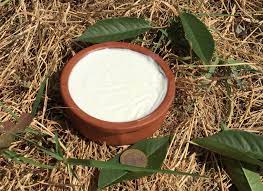 Yoğurt gerçeği: Türkler karıncayla mayaladı! 'Sütten yapıldı ama sütten daha faydalı' 12