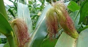 Mısırın püskülünü atmayın! Böyle kullandığınızda olacaklara çok şaşıracaksınız... 5