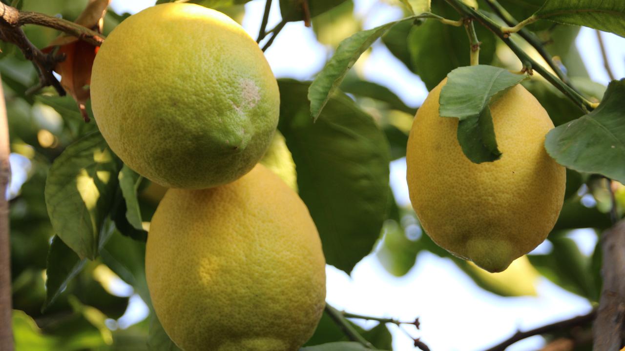 Birçok hastalığın çaresi limondaymış: Doktor önerdi, yeniden tescillendi! 2