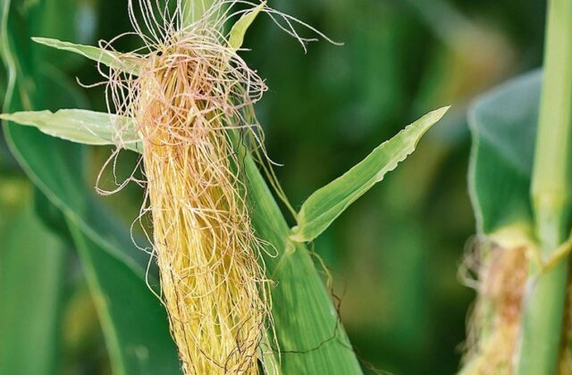 Mısırın püskülünü atmayın! Böyle kullandığınızda olacaklara çok şaşıracaksınız... 4