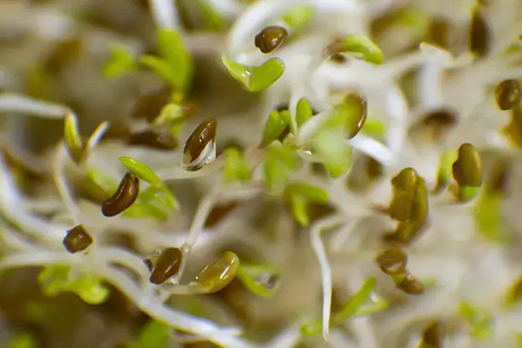 Aman dikkat! Çok sağlıklı diye bol bol tüketiliyor ama dikkatli olunmazsa öldürücü oluyor 1