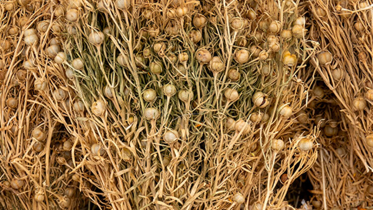 O bitkiyi herkes nazar için kullanıyor, aslında o hastalıkların düşmanı 6