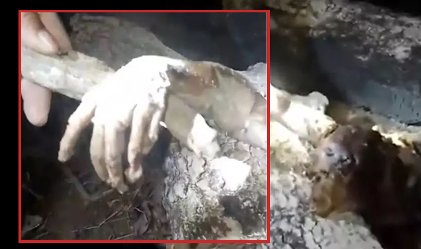 Görenler ne olduğunu anlayamadı..."Kan emerek yaşıyor, insana benzeyen elleri var" 1