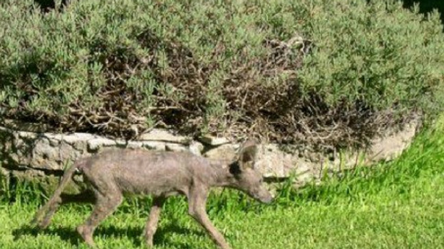 Görenler ne olduğunu anlayamadı..."Kan emerek yaşıyor, insana benzeyen elleri var" 6