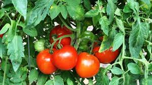 Mutluluktan uçuran besinler! Serotonin tetikleniyor, stres kayboluyor 5