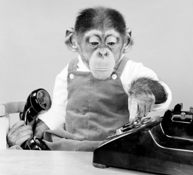 9 ay şempanzeyle kardeşi gibi yaşadı! İkisinin de sonu çok acı oldu! Bu kadar da olmaz 4