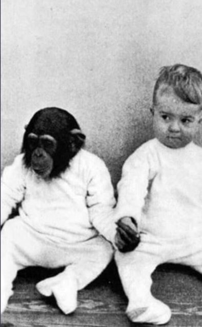 9 ay şempanzeyle kardeşi gibi yaşadı! İkisinin de sonu çok acı oldu! Bu kadar da olmaz 10