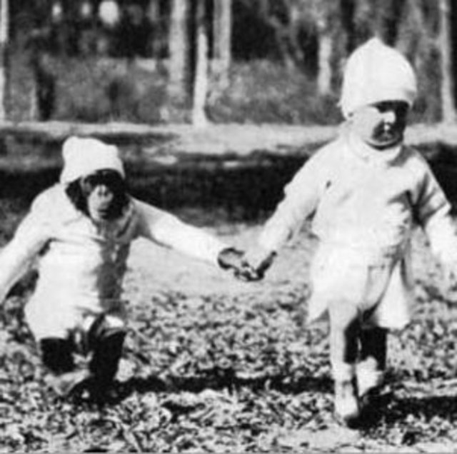 9 ay şempanzeyle kardeşi gibi yaşadı! İkisinin de sonu çok acı oldu! Bu kadar da olmaz 11