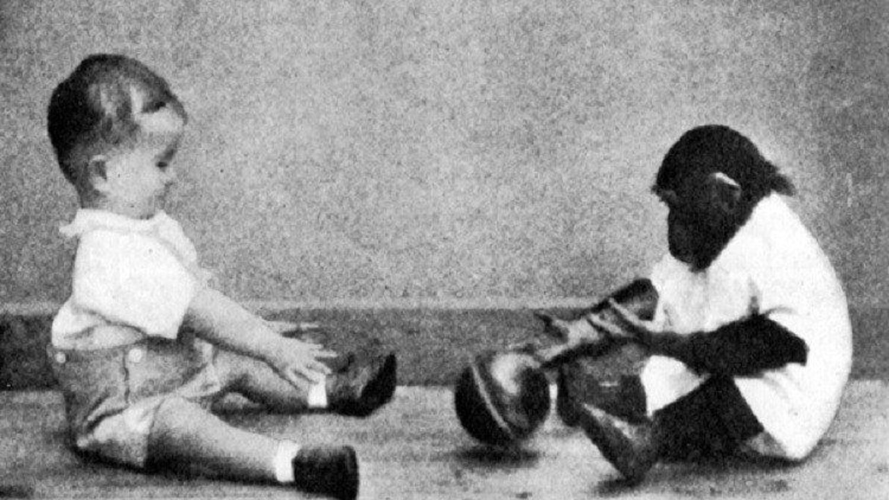 9 ay şempanzeyle kardeşi gibi yaşadı! İkisinin de sonu çok acı oldu! Bu kadar da olmaz 8