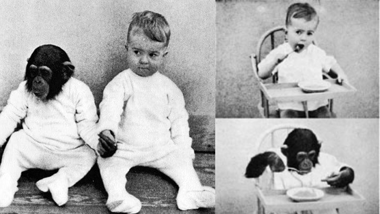 9 ay şempanzeyle kardeşi gibi yaşadı! İkisinin de sonu çok acı oldu! Bu kadar da olmaz 3