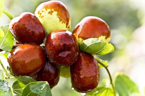 Öyle bir faydası çıktı ki... Bu şeyin bir kaşığının bile yararı saymakla bitmiyor 6