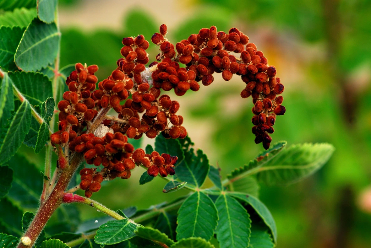 Padişahların tuzluk gibi kullandığı baharat karaciğer yağlanmasını önlüyor 5