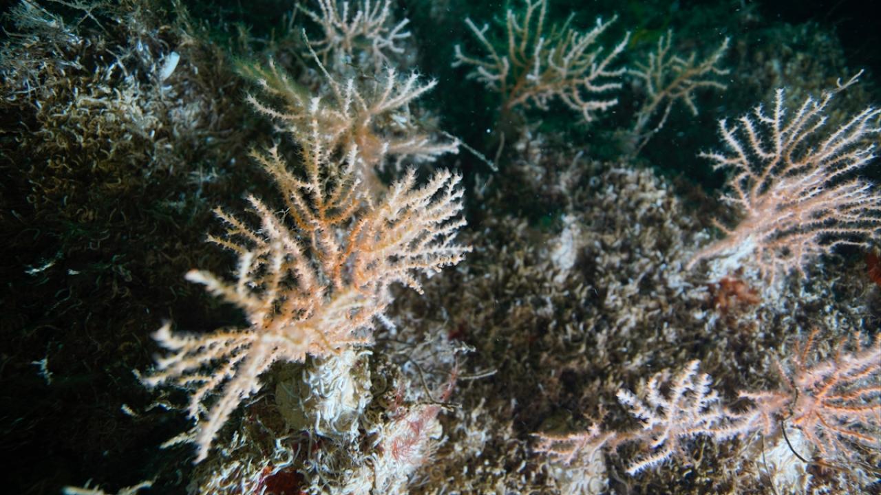 Denizde bulundu! Kur'an'da adı geçiyor... Bilim adamları araştırınca şaşkına döndü 13