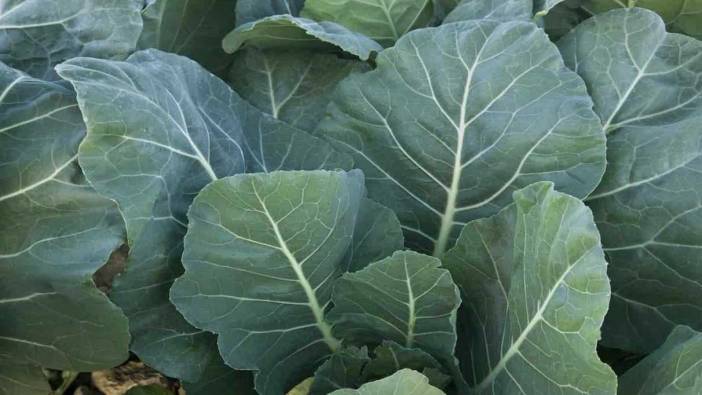 Türkiye'nin en kötü yemeği seçilmişti ama öyle bir faydası var ki... Bir tas içen doktor yolunu unutacak 7