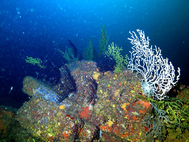 Denizde bulundu! Kur'an'da adı geçiyor... Bilim adamları araştırınca şaşkına döndü 12