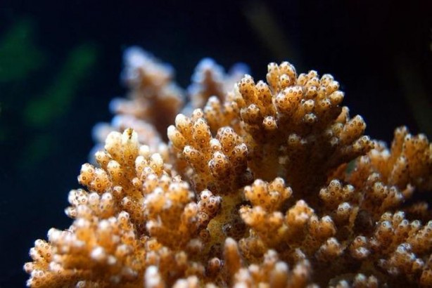 Denizde bulundu! Kur'an'da adı geçiyor... Bilim adamları araştırınca şaşkına döndü 6