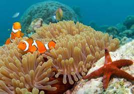 Denizde bulundu! Kur'an'da adı geçiyor... Bilim adamları araştırınca şaşkına döndü 5